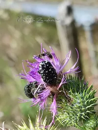 Rouwende gouden tor [Oxythyrea funesta]